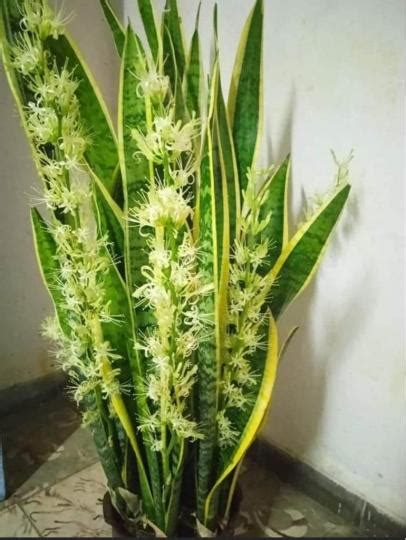 虎尾蘭會開花嗎|虎尾蘭的秘密：什麼時候開花，以及如何讓你的虎尾蘭綻放美麗花。